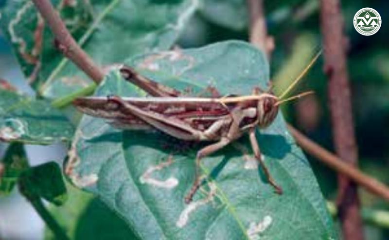 Cyrtacanthacris tatarica