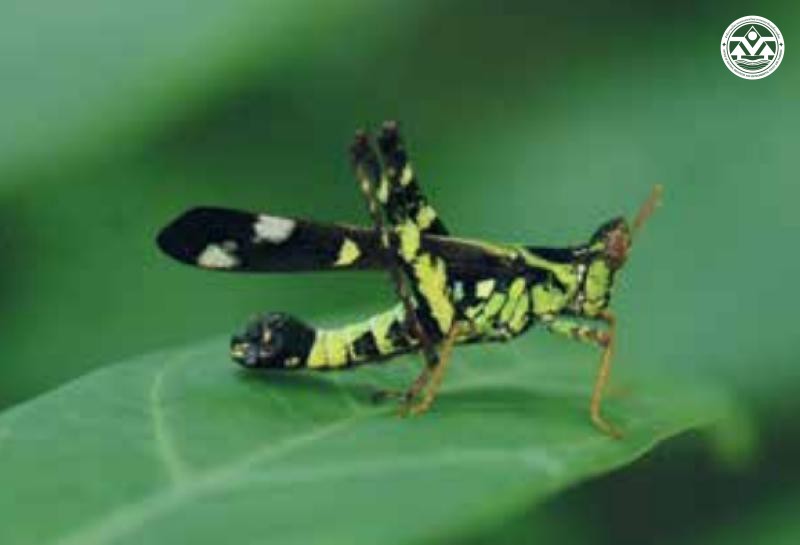 Erianthus inhamatus