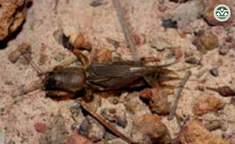 Gryllotalpa africana