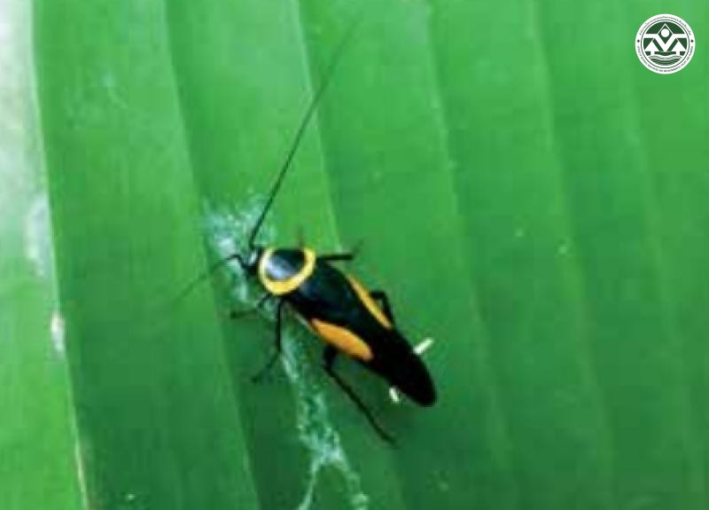 Hemithyrsocera histrio
