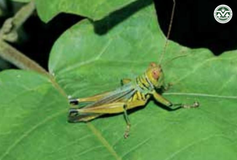 Hieroglyphus tonkinensis