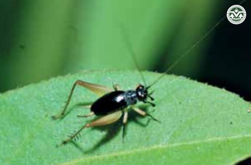 Homoeoxipha lycoides