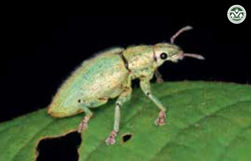 Hypomeces squamosus