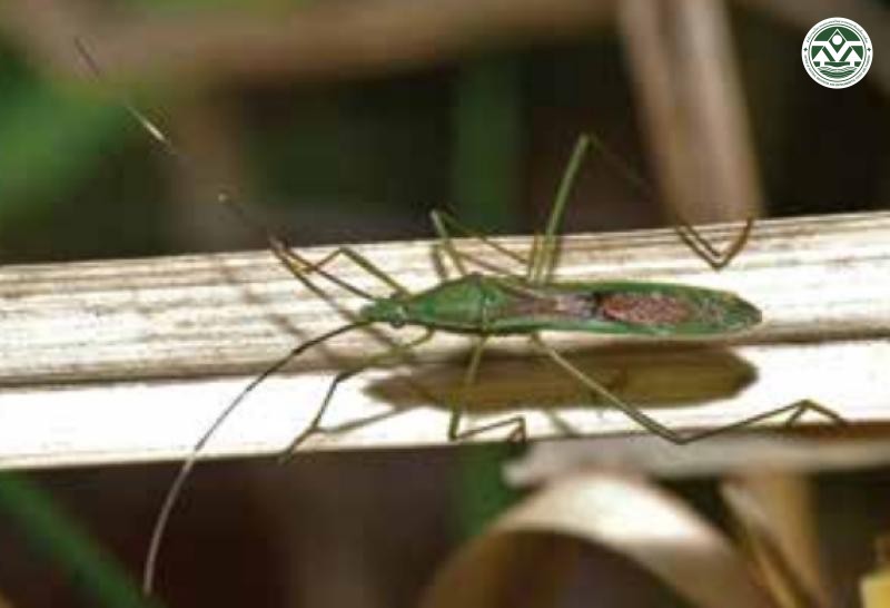 Leptocorisa acuta