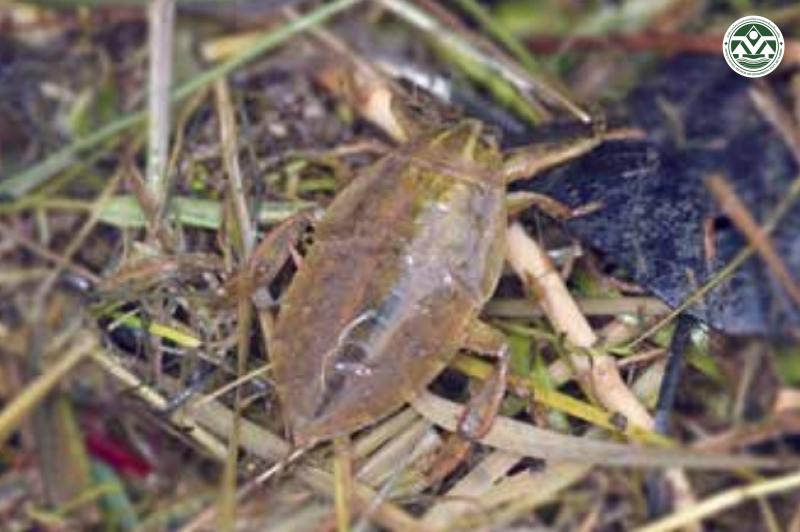 Lethocerus indicus