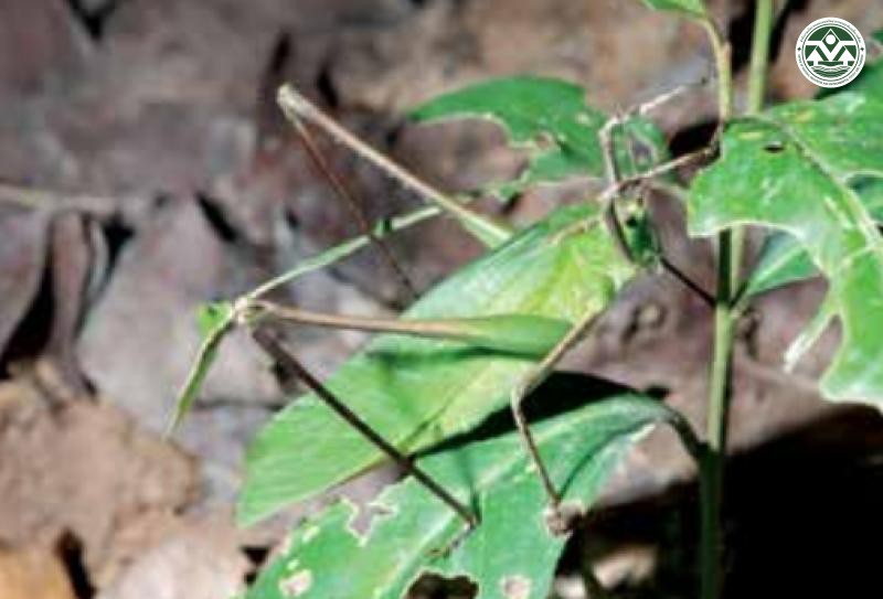 Mecopoda elongata