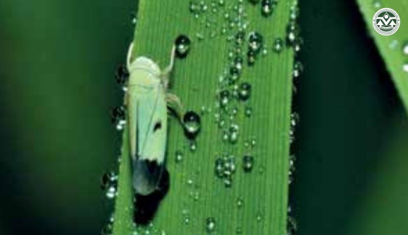Nephotettix virescens