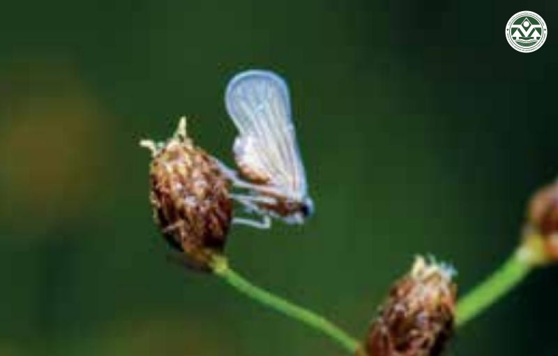 Nilaparvata lugens
