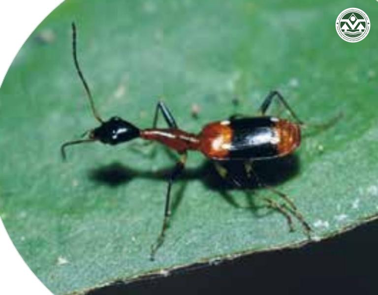 Ophionea nigrofasciata