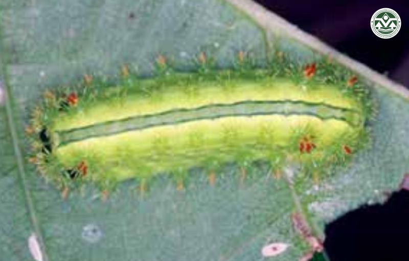 Parasa lepida
