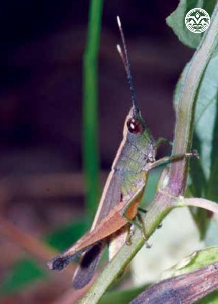 Phlaeoba antennata