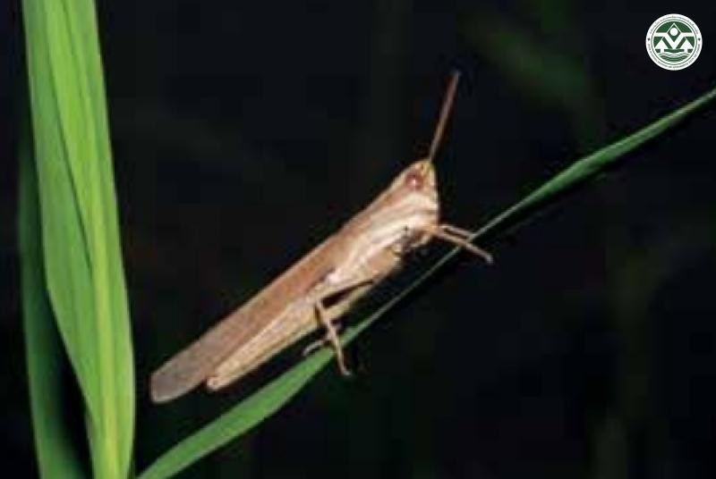 Phlaeoba infumata
