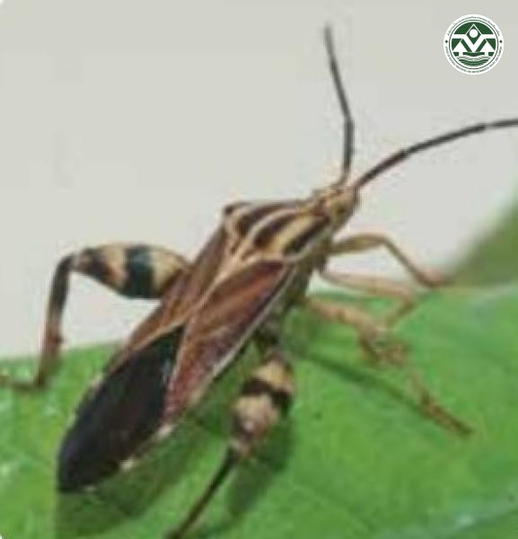 Physomerus grossipes