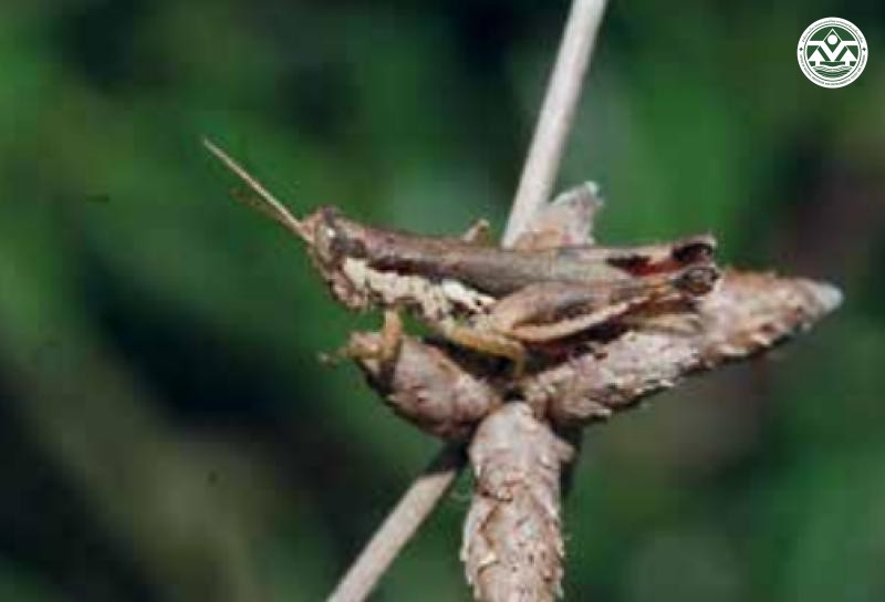 Pseudoxya diminuta