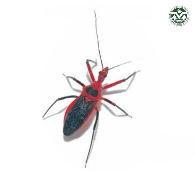 Sphedanolestes mendicus