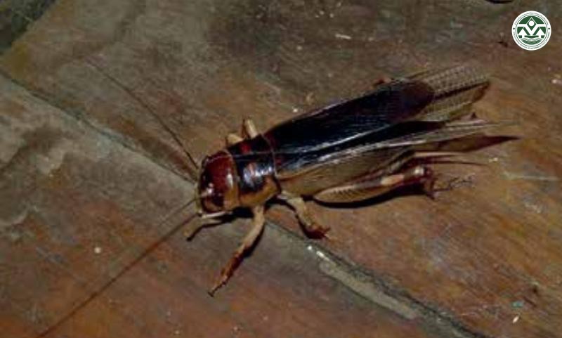 Tarbinskiellus portentosus