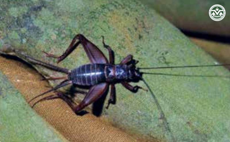 Teleogryllus siamensis
