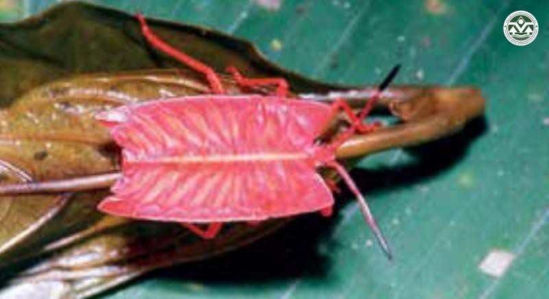 Tessaratoma javanica