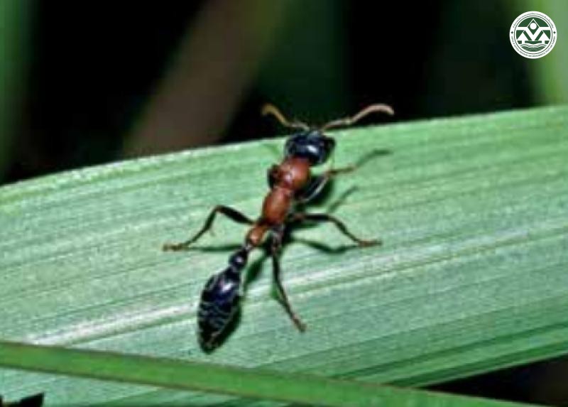 Tetraponera rufonigra