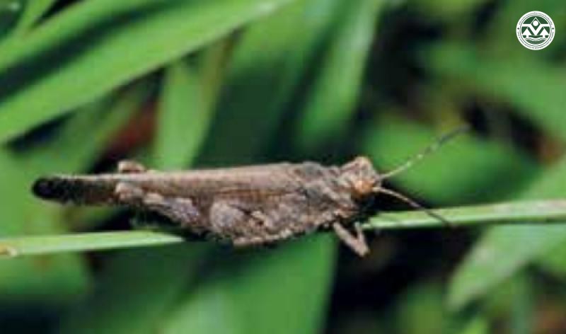 Trilophidia annulata