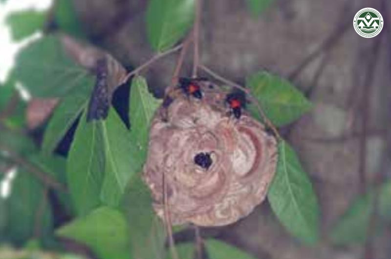 Vespa affinis