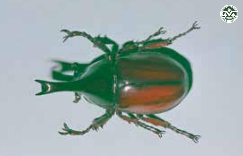 Xylotrupes gideon