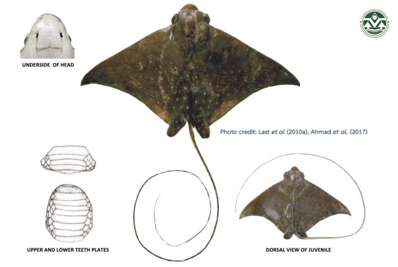 Aetomylaeus maculatus