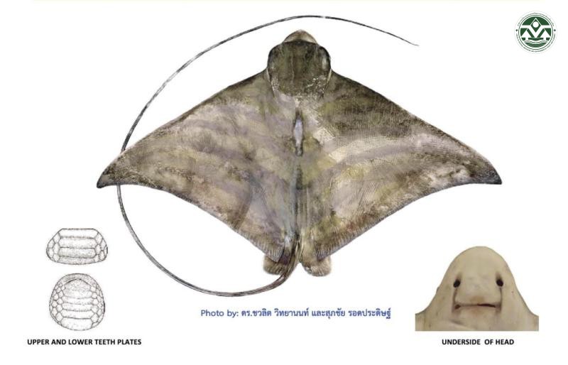 Aetomylaeus nichofii