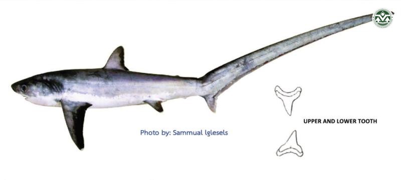 Alopias vulpinus