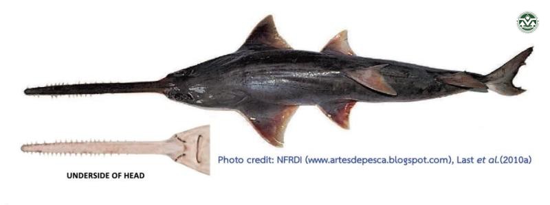 Anoxypristis cuspidata