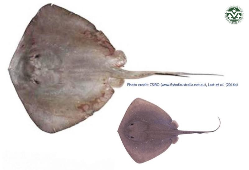 Bathytoshia brevicaudata