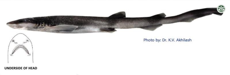 Bythaelurus hispidus