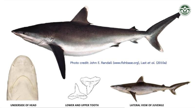 Carcharhinus albimarginatus