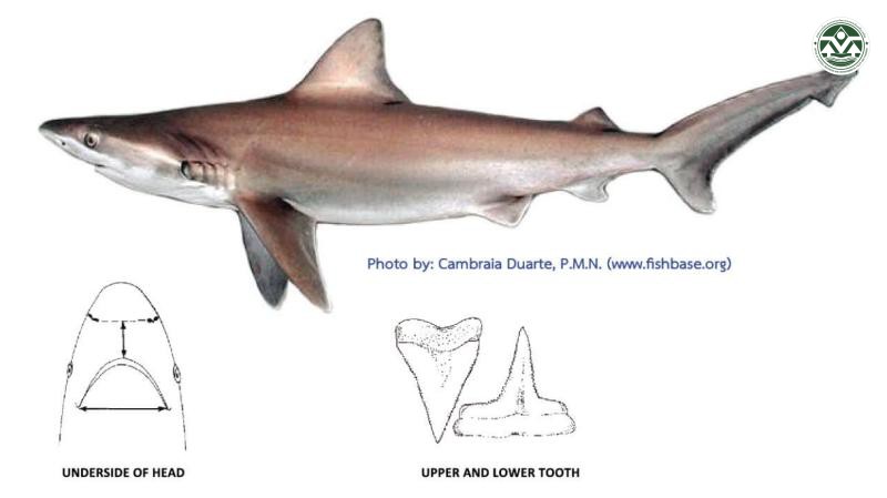 Carcharhinus altimus