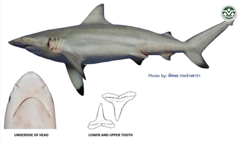 Carcharhinus amblyrhynchoides