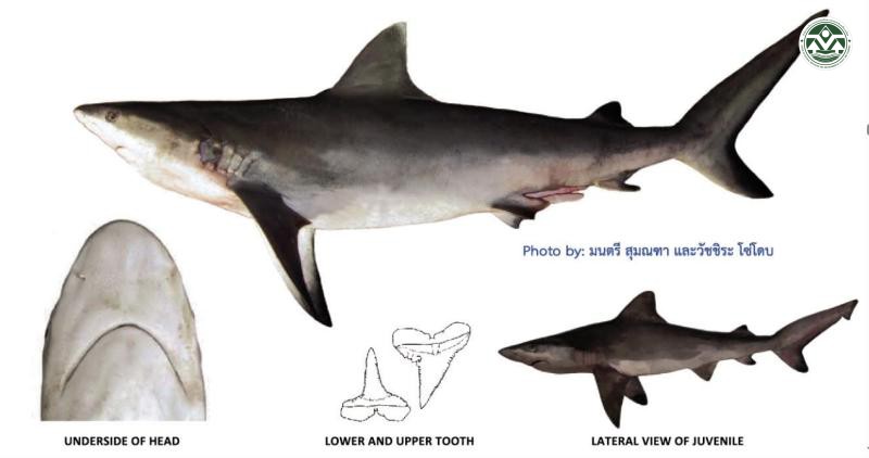 Carcharhinus amblyrhynchos