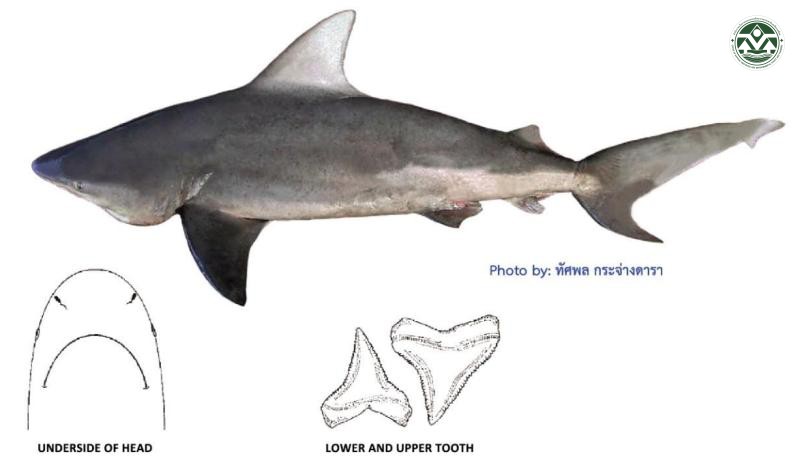 Carcharhinus amboinensis