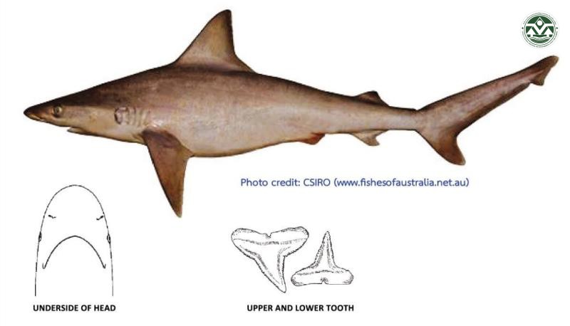 Carcharhinus brachyurus