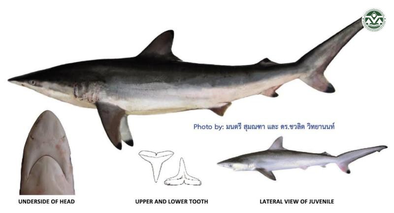 Carcharhinus brevipinna