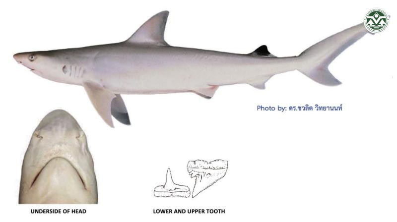 Carcharhinus dussumieri