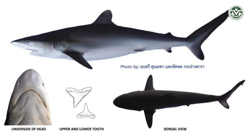 Carcharhinus falciformis