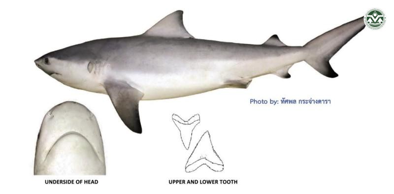 Carcharhinus leucas