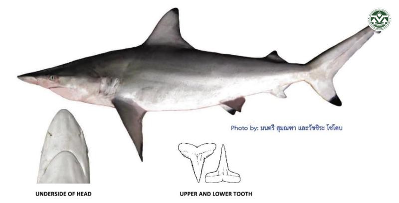 Carcharhinus limbatus