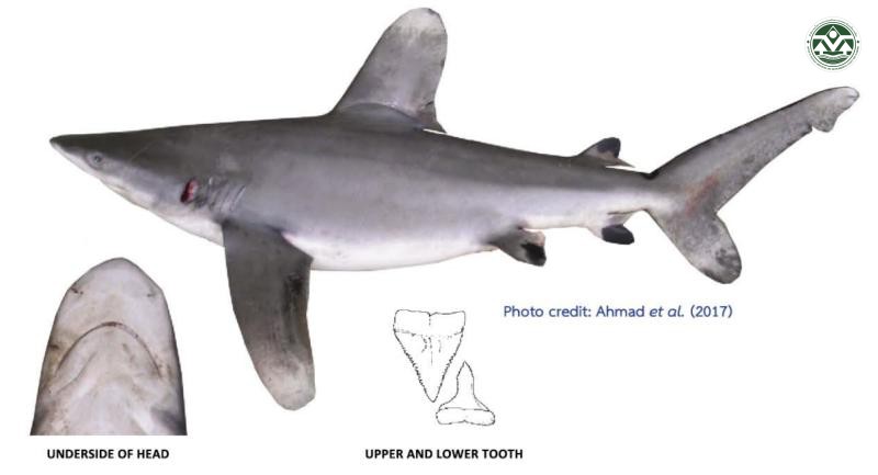 Carcharhinus longimanus
