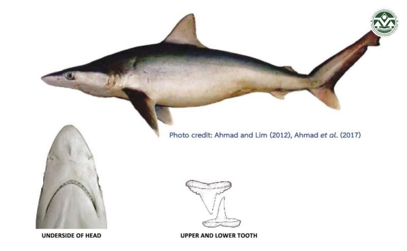 Carcharhinus macloti