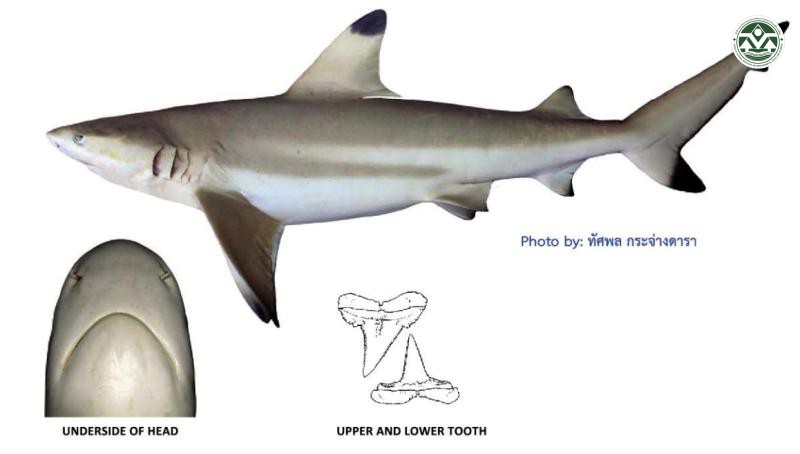 Carcharhinus melanopterus
