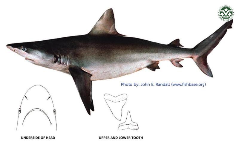 Carcharhinus obscurus
