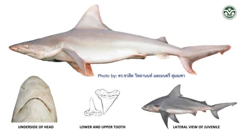 Carcharhinus plumbeus