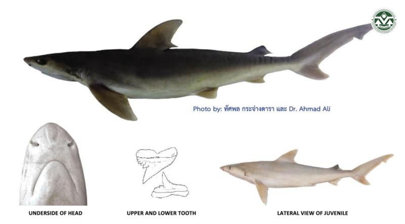 Carcharhinus sealei