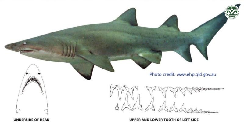 Carcharias taurus